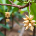 Distribution and conservation of vanilla crop wild relatives: the value of local community engagement for biodiversity research