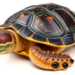 Research report: A digital redescription of the Middle Miocene (Langhian) carettochelyid turtle Allaeochelys libyca
