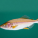 Length–weight relationships reveal growth patterns in 11 northern Vietnamese fish species