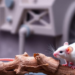 Panax Notoginseng Saponins Repair Diabetic Wounds in Mice via Mitochondrial Protection