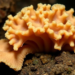 Multi-locus study of Polyporales maps lineages and describes ten new species