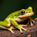 Napo treefrog confirmed in Vietnam, extending its documented range