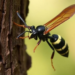 Parasitoid wasp recorded attacking pine wilt vector in Korea