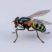 Tiny Ticino fly identified as new cryptic species