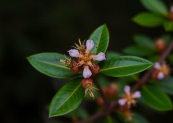 Taxonomic study describes Vaccinium fangianum from northwestern Yunnan