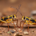 Research report: Geographic variation in phenotypic divergence between two hybridizing field cricket species