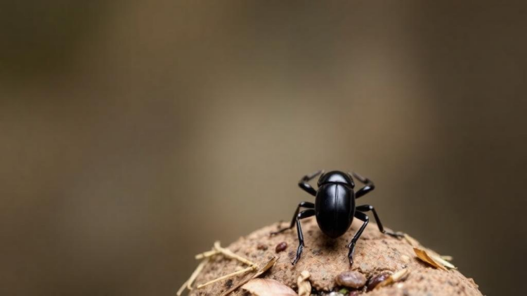 Genomic and morphological data reveal three new New Guinea stream beetle species