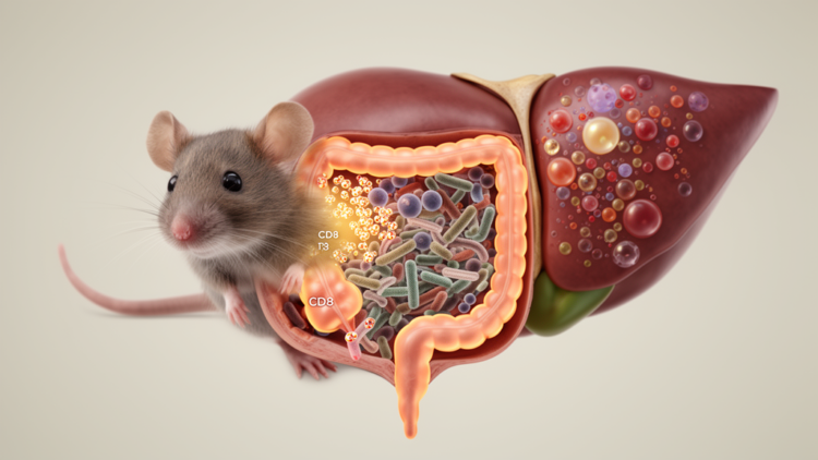 CD8 T-cell loss alters gut microbes and liver metabolism in mice