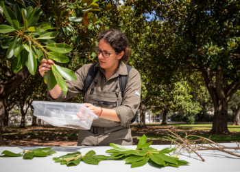 Protocol filters Cape Town trees for invasion and pest risks