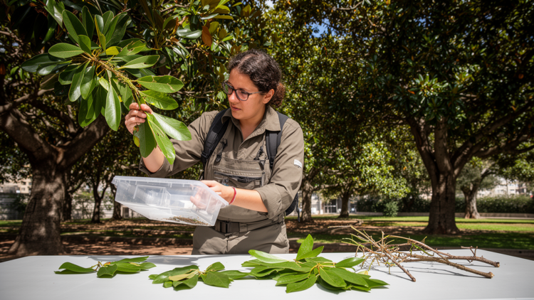 Protocol filters Cape Town trees for invasion and pest risks