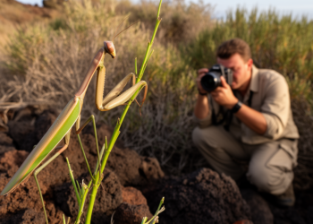Field record documents giant African mantis on Tenerife