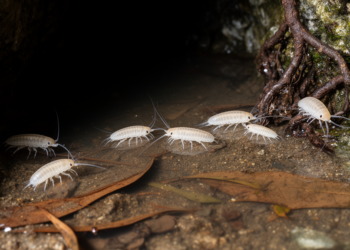 DNA taxonomy reveals high species diversity in African Metastenasellus