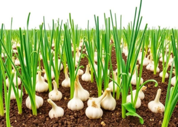 Garlic Genotypes Prove Unstable Across Ethiopian Environments in Multi-Site Yield Trial