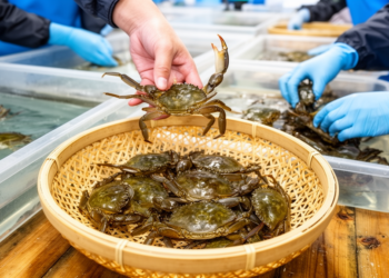 Auction sale strategies shape collection pressure in Japanese freshwater crabs
