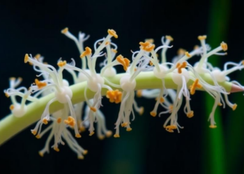 Lipid-flipping protein emerges as hidden master switch in rice blast fungus