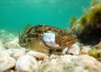 Invasive silver-cheeked toadfish reaches northernmost Mediterranean record