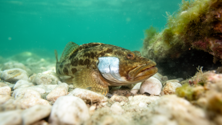 Invasive silver-cheeked toadfish reaches northernmost Mediterranean record