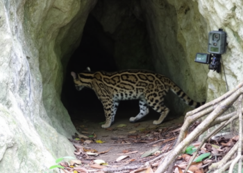 Camera survey records Malaysian clouded leopard using limestone cave