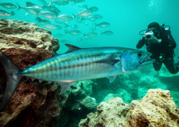 Wahoo Recorded in Malta for the First Time