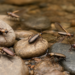 Morphological revision describes six new Eotrechus skater species