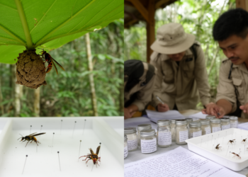 Research report: Contribution to the knowledge of the potter wasp genus Euodynerus Dalla Torre, 1904 ( Hymenoptera , Vespidae , Eumeninae ) from Vietnam, with description of a new species and a key to the Oriental fauna
