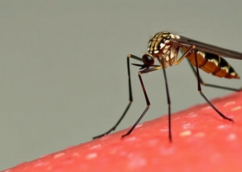 Lab study finds permethrin-resistant Kenyan mosquitoes remain competent for dengue-2