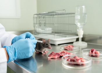 Nuciferine reduces bladder-cancer tumor growth in mice, study finds