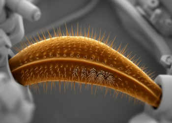 Scanning microscopy maps conserved sensory structures in basal caddisfly palps