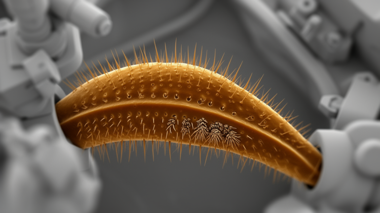 Scanning microscopy maps conserved sensory structures in basal caddisfly palps