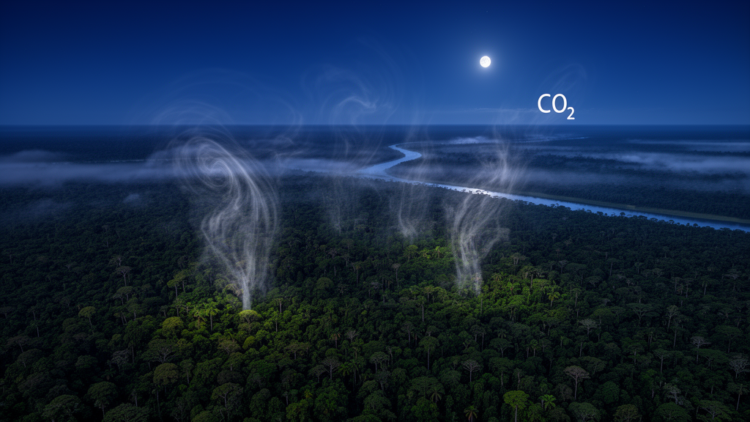 From prototypical regimes to observed complex dynamics and CO2 transport in the Amazonian nocturnal boundary layer