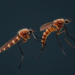 As Warming Reshapes Mosquito Habitats, Malaria and Dengue Follow Divergent Paths