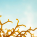 Seaweed Sunscreen Molecules Emerge as Powerful Natural Food Antioxidants