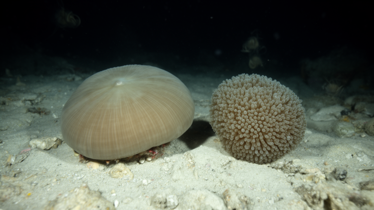 Morphology and DNA identify two new mushroom corals on Southern Mid-Atlantic Ridge