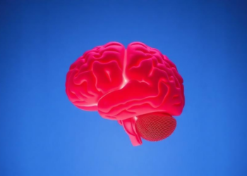 Everyday Chemicals That Mimic Estrogen May Quietly Reshape the Developing Brain