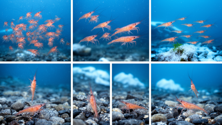 Antarctic euphausiids show six winter activity phases in seabed footage
