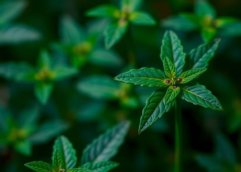 Tiny Carbon Dots Coated in Amino Acids Help Medicinal Plant Fight Cadmium Pollution