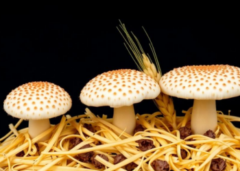 Three Fungi Team Up to Turn Corn Straw Into a Wheat Growth Booster