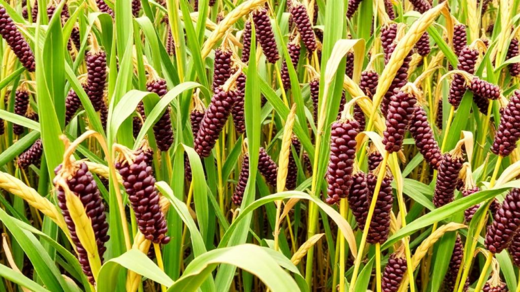 New Black Gram Variety Mash 878 Delivers Double-Digit Yield Gains Across India’s North West Plain Zone