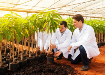 Scientists Identify Seven Dwarf Mango Rootstock Candidates for High-Density Orchards