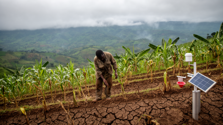 Farmers in Eastern Congo Sense a Shifting Climate — and the Data Partly Agrees