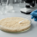 Candolleomyces cladii-marisci established as new fungal combination