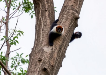 Tall Trees, Rough Bark: What a Critically Endangered Indonesian Climber Demands of Its Hosts