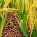 Fertilizer Choices Shape How Toxic Metals Move From Soil Into Wheat Grain