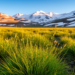 Warming Eases Stress in Alpine Sedge on the Qinghai-Tibet Plateau