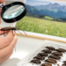 Research report: An updated checklist of the Cantharidae and Lycidae of Switzerland ( Coleoptera , Elateroidea )