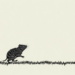 Do Parasites Drive the Boom and Bust of Voles and Lemmings? A New Review Says Probably Not