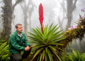Giant New Bromeliad Named After the Andean Bear Is Discovered in Peru’s Cloud Forests