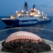 New scale worm species named after OceanXplorer research vessel