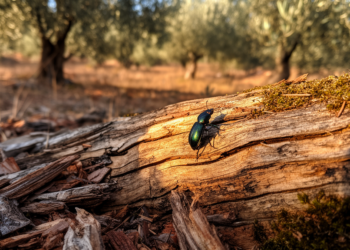 Greece’s hidden dead-wood beetles: 1,548 species and a race against extinction