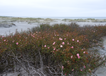 Ageing invasive rose thickets cannot undo damage to Baltic grey dunes